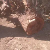 ریشه درخت گردو