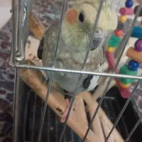 یه جفت عروس هلندی|پرنده|ری, شهرری|دیوار