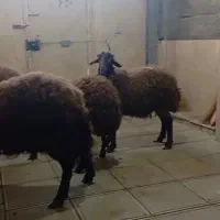 بره قوچ  همو  وهترو