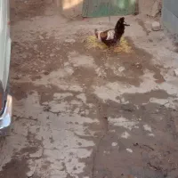 دوخروس بزرگ مناسب سربریدن وداشت|حیوانات مزرعه|نهاوند, |دیوار