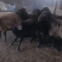 فروش قوچ نژاددار هترو|حیوانات مزرعه|مهدی شهر, |دیوار