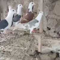 کفترکاکولی اصل|پرنده|شیراز, شهرک مهدی‌آباد|دیوار