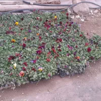 فروش عمده و تکی|گل و گیاه طبیعی|محلات, |دیوار