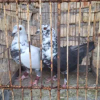 گوره ای و سینه سفید دورگ