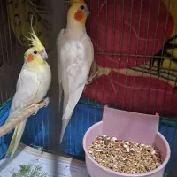 عروس هلندی مولد