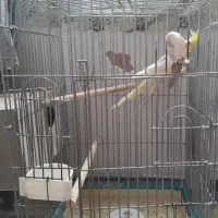 عروس هلندی|پرنده|مهریز, |دیوار