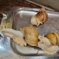 حلزون مولد آلبینو|خزنده|قم, چهل درخت‎|دیوار