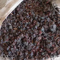کشمش درجه یک ضایعاتی