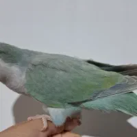جوجه راهب دستی
