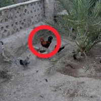 خروس