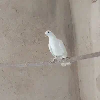 کبوتر پاپر درجه یک