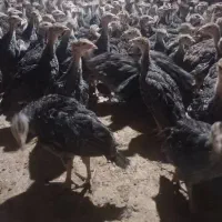 جوجه مرغوخروس محلی و بوقلمون محلی|حیوانات مزرعه|شیراز, رکنآباد|دیوار