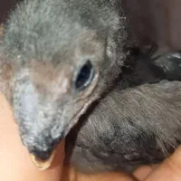 جوجه هندی|حیوانات مزرعه|رباط‌کریم, نصیرشهر|دیوار