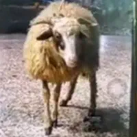 گوسفند نر