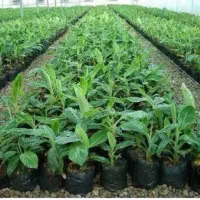 س نهال گیلاس