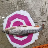 ارس ماهی|ماهی|صوفیان, |دیوار