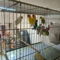 کفتر|پرنده|اردبیل, |دیوار