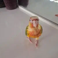 جوجه طوطی گیرینچیک