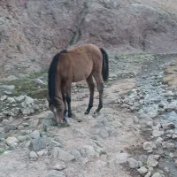 اسب|اسب و تجهیزات اسب‌سواری|مشگین شهر, |دیوار