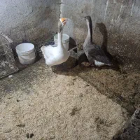 قوغاز|حیوانات مزرعه|ارومیه, |دیوار