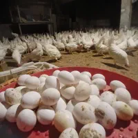 مرغ سفید تخم گذار