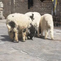 گوسفند بره نر 7عدد