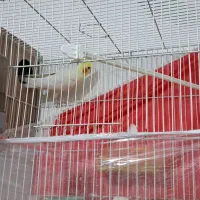 عروس هلندی جفت|پرنده|مشهد, شهید احمدی روشن|دیوار