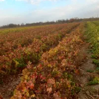 نهال مندراب تضمینی بافاکتوررسمی|گل و گیاه طبیعی|صوفیان, |دیوار