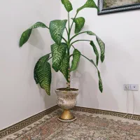 گل سرحال