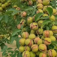 گردو آلتای ترکیه