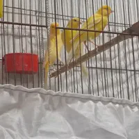 قناری مست لیمویی