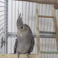 عروس هلندی سخنگو تا ده کلمه|پرنده|حمیدیا, |دیوار