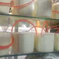 ماست گوسفندی