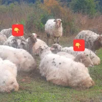 فروشی|حیوانات مزرعه|حویق, |دیوار