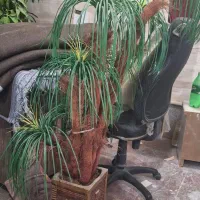 گل نخل بزرگ