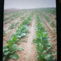 چغندر قند فرانسه