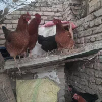 فریک سالم و درشت