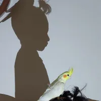 گم شدن عروس هلندی
