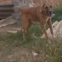 سگ گمشده|حیوانات|گرگان, |دیوار