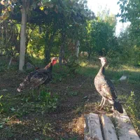 بوقلمون نرو ماده کاملا طبیعی