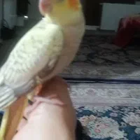 یک عروس هلندی نر دو ماهه