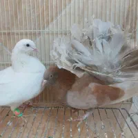 کبوتر دم چتری آمریکایی اصل|پرنده|اهواز, کوی راه کربلا|دیوار