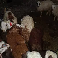 بره چاق کشتاری|حیوانات مزرعه|بروجرد, |دیوار