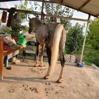 4تا اسب فروش فوری|اسب و تجهیزات اسب‌سواری|ارومیه, |دیوار