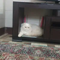 گربه پرشین نر ،