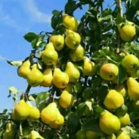 تولید نهال گلابی شاه میوه|خدمات باغبانی و درختکاری|ماهدشت, |دیوار