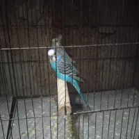 مرغ عشق بالغ|پرنده|شیراز, کوشک میدان|دیوار