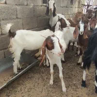 حیوانات|حیوانات مزرعه|رودبار (کرمان), |دیوار