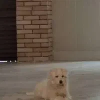 سگ پاکوتاه شیتزو تریر|سگ|هشتگرد, فاز ۱ مهستان|دیوار