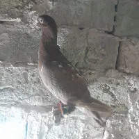 3 عدد سرخ|پرنده|سبزوار, شرق کال جنوبی (شمس آبادی)|دیوار